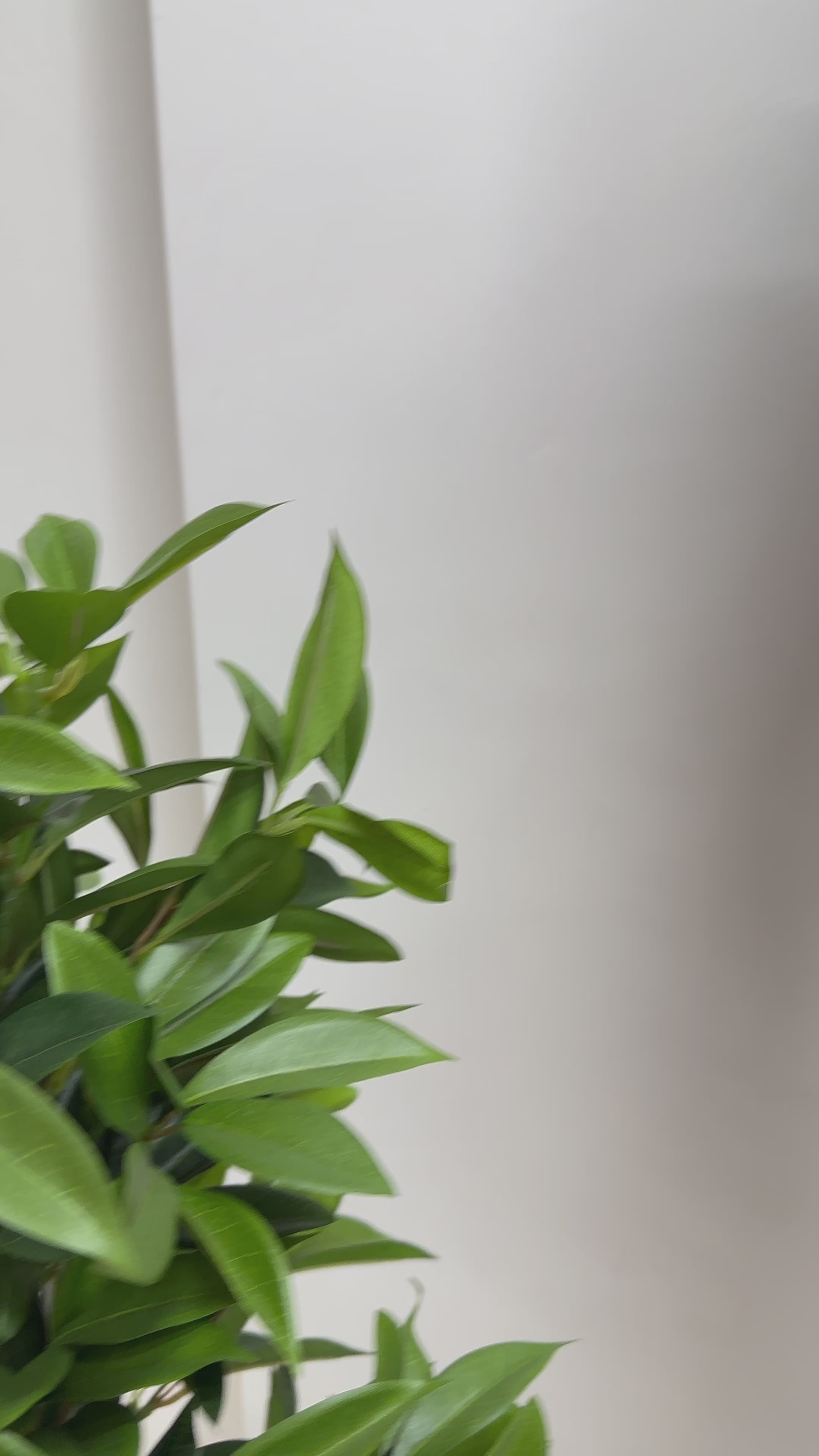 Lila Kare Yaka Simli Uzun Kol Midi Abiye Elbise